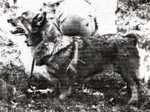 Vallmyra Hanny | Swedish Vallhund 