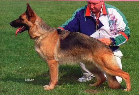 Usi vom Trompetersprung | German Shepherd Dog 