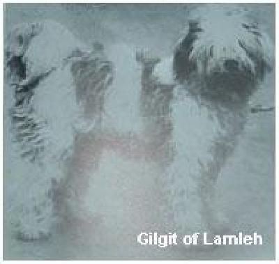 GILGIT OF LAMLEH | Tibetan Terrier 