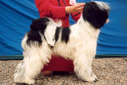 FALAMANDUS FLIC-FLAC | Tibetan Terrier 