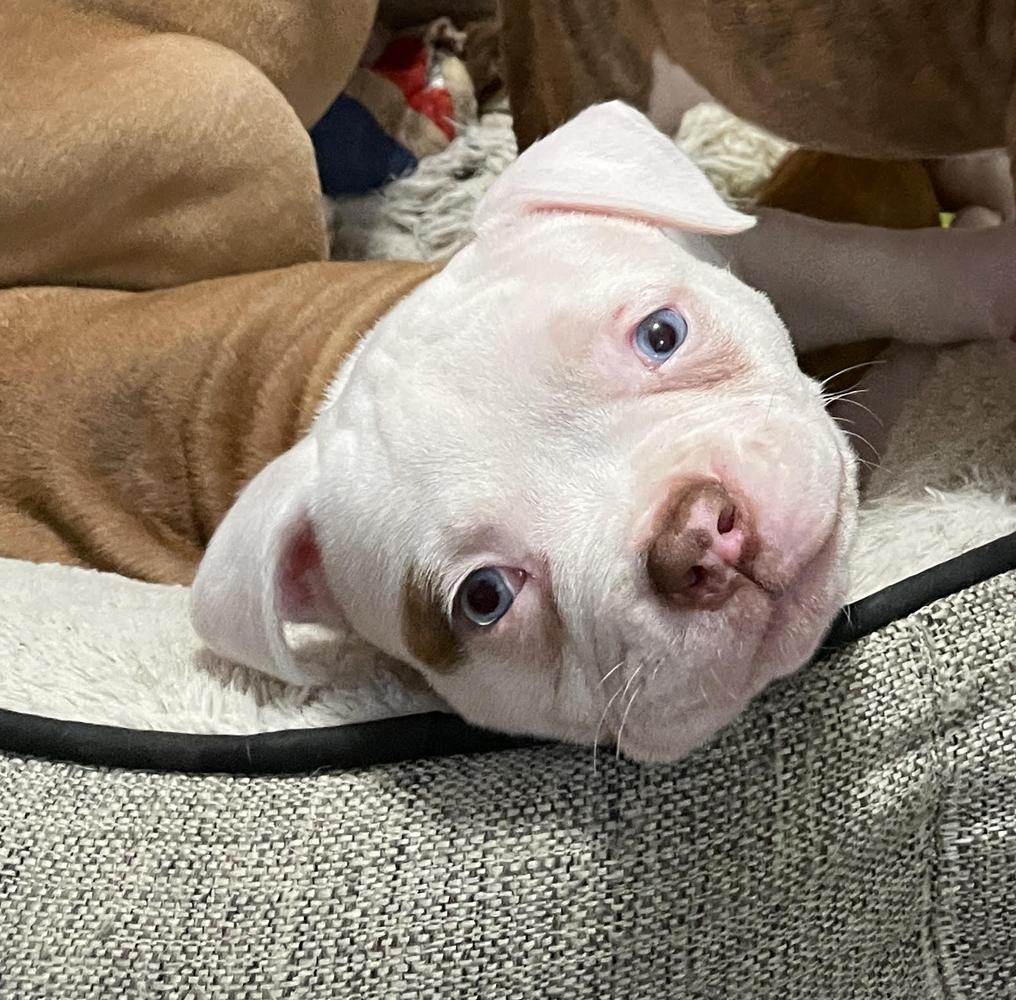Rosebull Bertie Blue Eyes | American Bulldog 