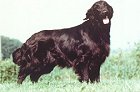 Branchalwood Lochdubh | Flat-Coated Retriever 