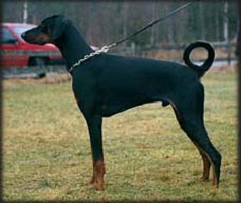 Oncemore Chris Creek | Black Doberman Pinscher