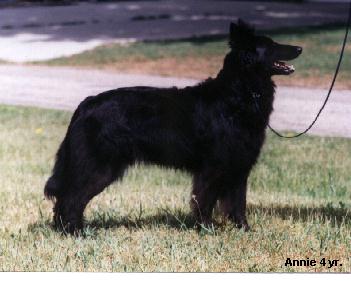 Chantryile Celebre Annie | Belgian Groenendael 