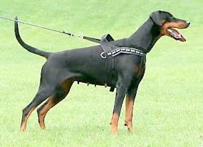 Mezzrow's Zooma | Black Doberman Pinscher