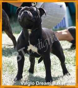 Valglo Dream Maker | Staffordshire Bull Terrier 