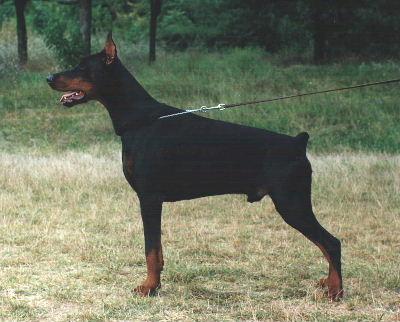 Come As You Are Agor | Black Doberman Pinscher