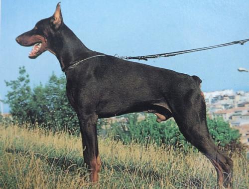 Merak di Campovalano | Brown Doberman Pinscher