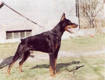 Arany-Sarkany Ringo | Black Doberman Pinscher