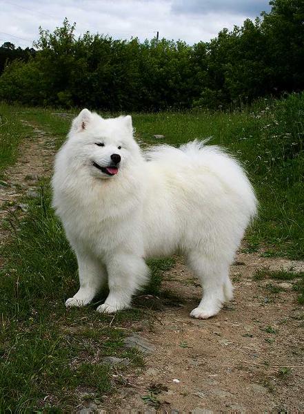 IZDOMASU Malvina | Samoyed 