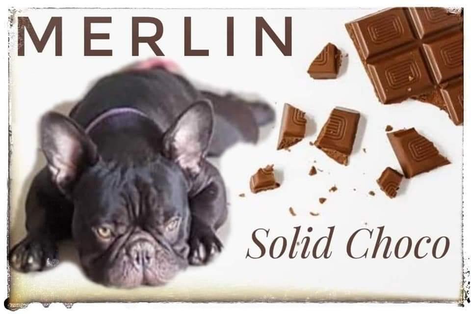 Civan's Merlin | French Bulldog 