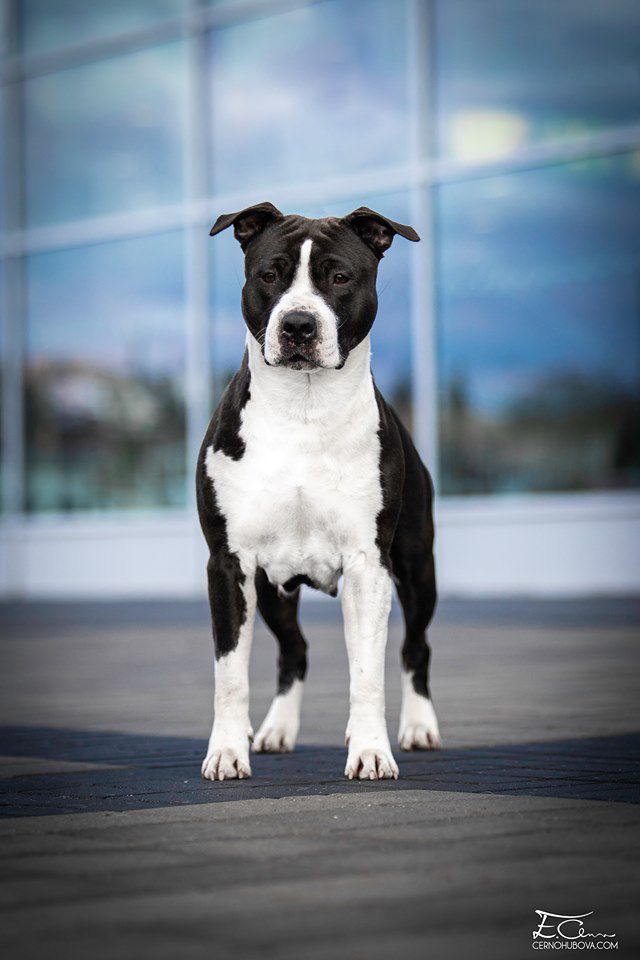 GoodHunting Gina In Love | American Staffordshire Terrier 