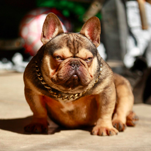 Pack Edge Scrooge | French Bulldog 