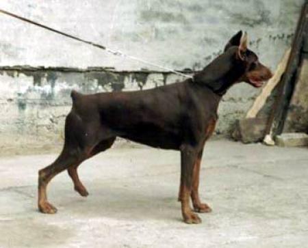 Odi Opium od Telepa | Brown Doberman Pinscher