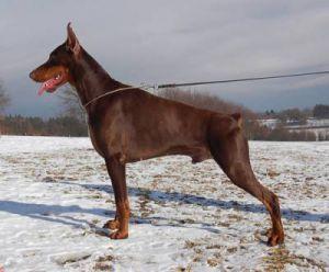 Little League's Taipan Devil | Brown Doberman Pinscher