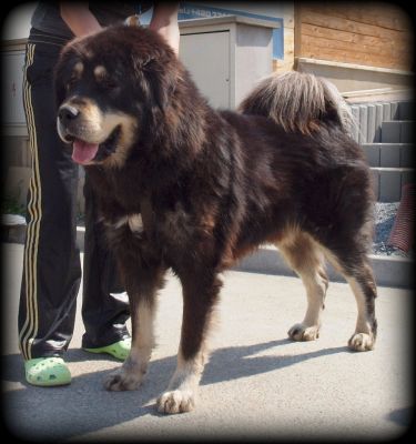 Chhen Strazce Z Tibetu | Tibetan Mastiff 