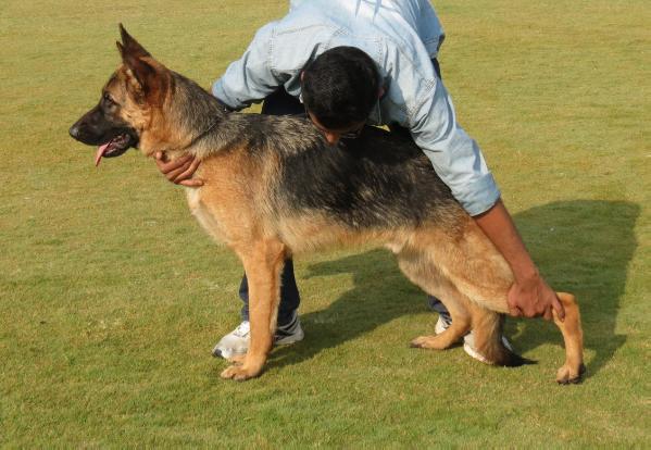 Blitzhaus Orbit | German Shepherd Dog 