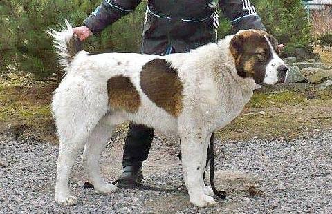 Nazarbek | Central Asian Shepherd Dog 