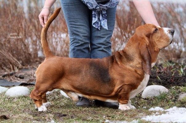 Zhofrey De Peyrak | Basset Hound 