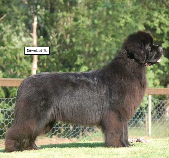 Ohoi`s Jolly Good Fellow | Newfoundland 