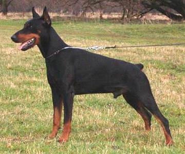 Vito v. Roveline | Black Doberman Pinscher