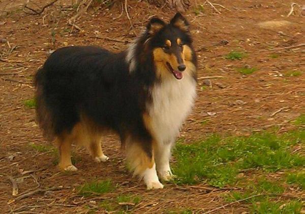 Classic's Shadow Of A Dream Past | Rough Collie 