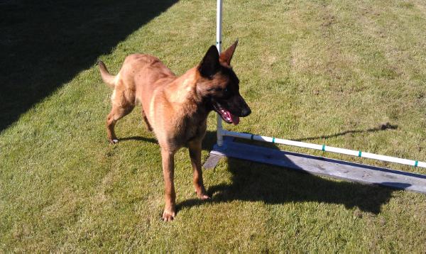 Poacher du Clos des Valor | Belgian Malinois 