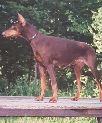 Opinscha v.d. Kunnemaborgh | Brown Doberman Pinscher