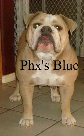 HogHouseKennel’s Bella | Olde English Bulldogge 