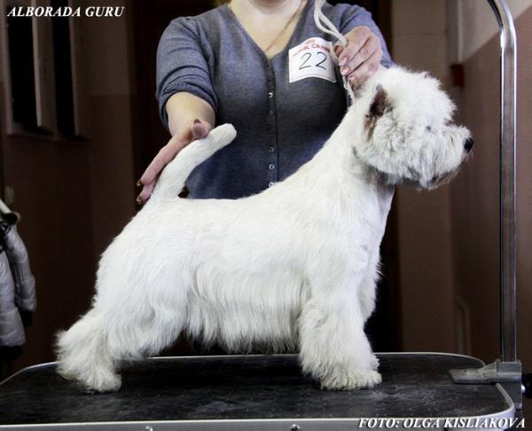 Alborada Guru | West Highland White Terrier 