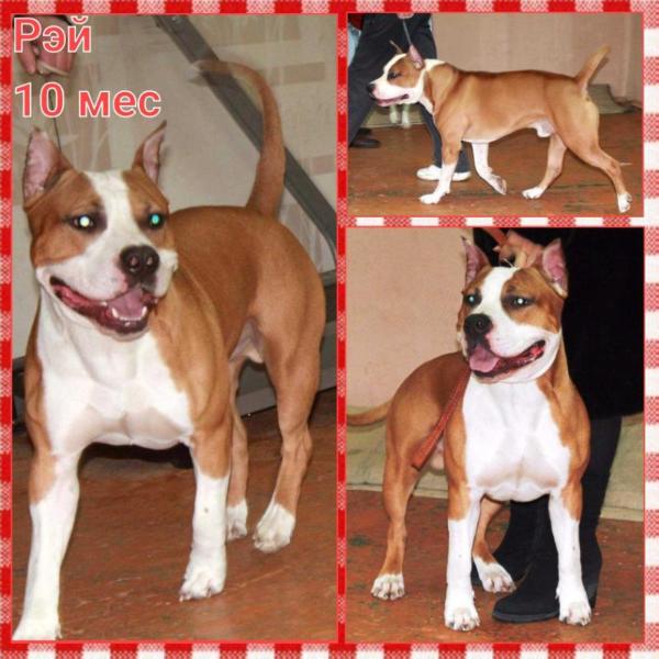 Moya Oda Yantarnyj Blesk | American Staffordshire Terrier 