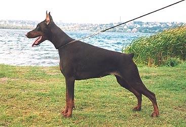 Eria Pro Kimberly Cristal | Brown Doberman Pinscher