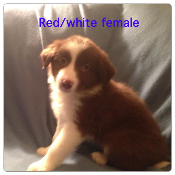 McNish's Border Collies Lil Girl | Border Collie 