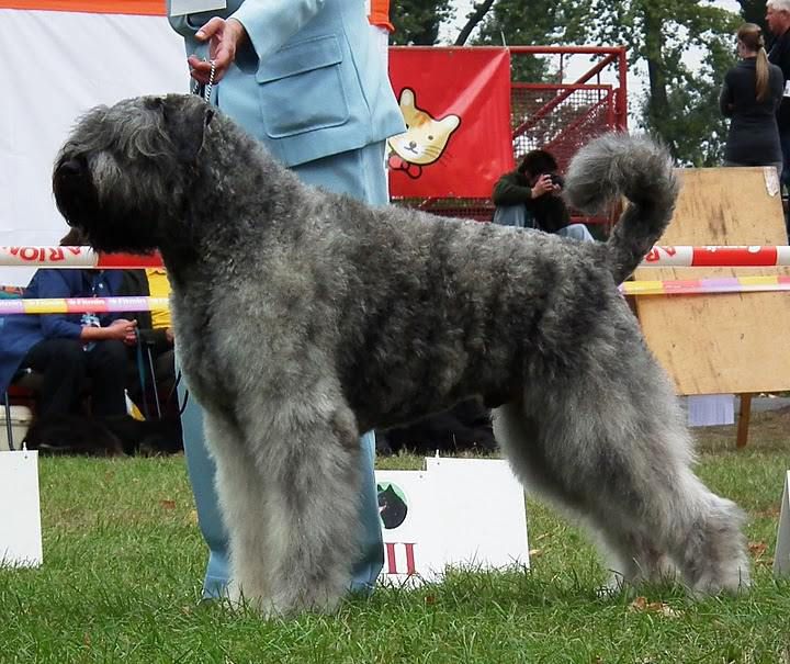 Maverick-Sintra Filos | Bouvier des Flandres 