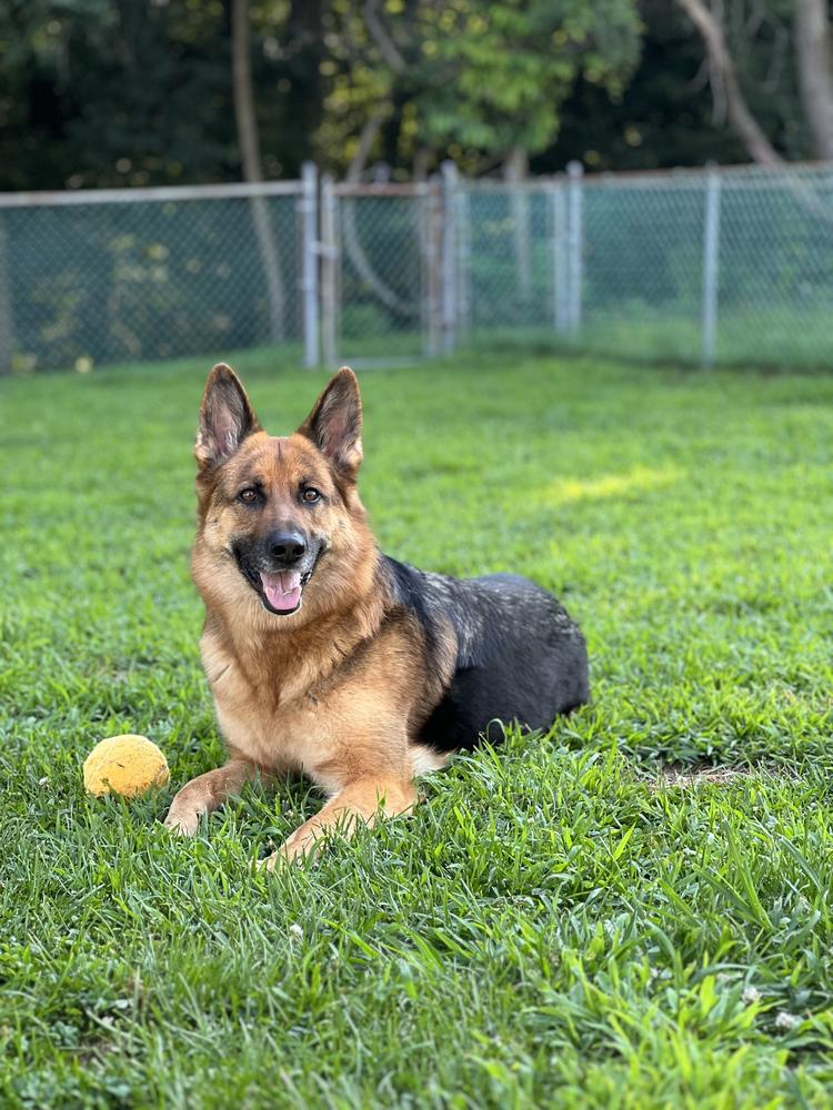 Wachter’s Loyal Dakota | German Shepherd Dog 