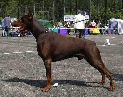 Tsarevich iz Slavnoi Stai | Brown Doberman Pinscher