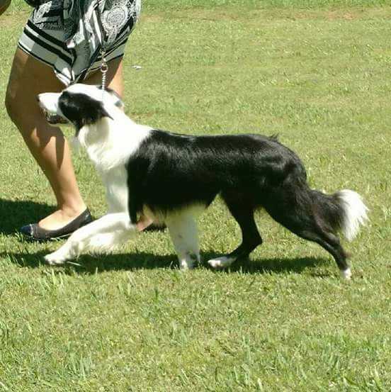 Black Magic's Flynnagain Ryder | Border Collie 