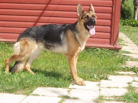 Estrellest Pretty | German Shepherd Dog 