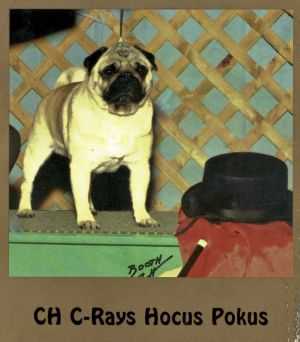 C-RAY HOCUS POKUS | Pug 