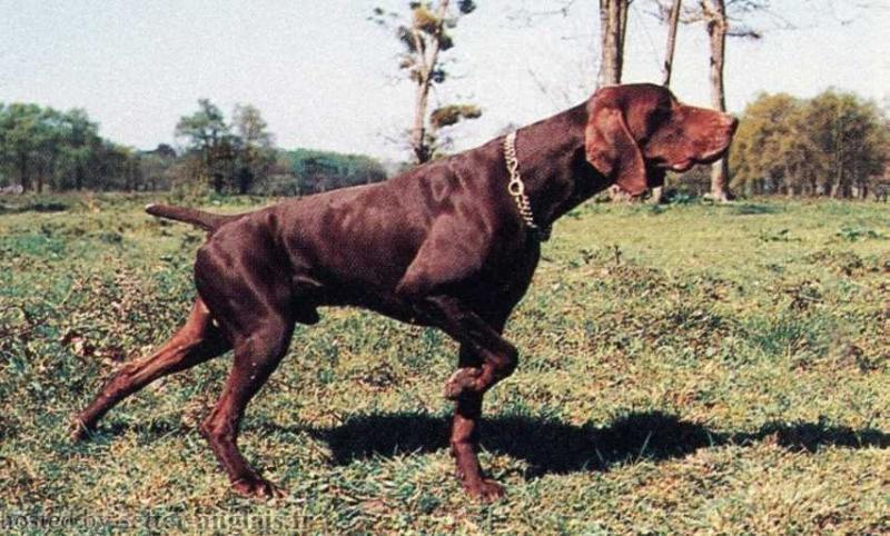 Corail du Bois Manger | German Shorthaired Pointer 