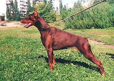 Eria Pro Ariozo Bohema | Brown Doberman Pinscher