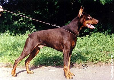 Agasfer (Fedor) Concorde | Brown Doberman Pinscher