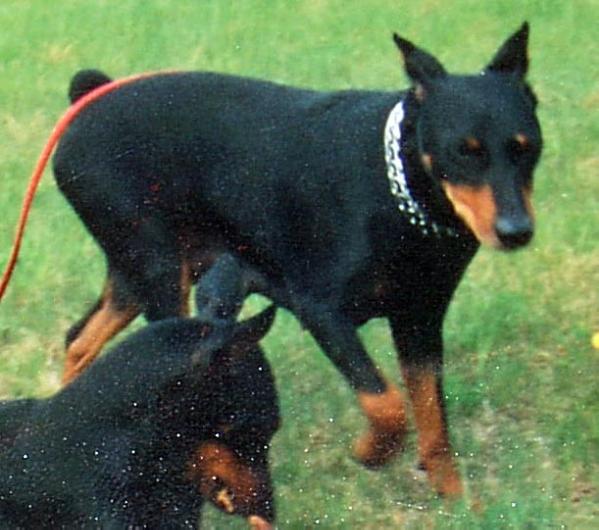 IGA INKA Gereza | German Pinscher 