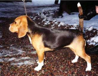 TREWELYN GAZELLE | Beagle 