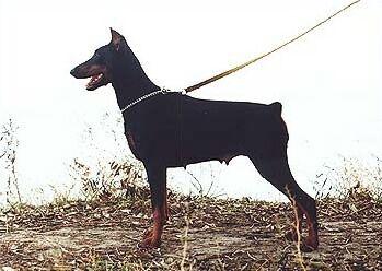 Margarita v. Fedorhorst Ross | Black Doberman Pinscher