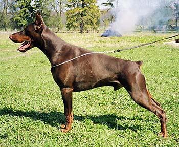 Zilan iz Zoosfery | Brown Doberman Pinscher