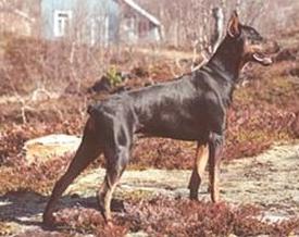 Zatan des Fripons d'Ebene | Black Doberman Pinscher