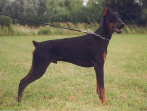 Yurok v. Mahuba | Black Doberman Pinscher