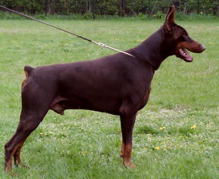 Armstrong v. Hanseaten | Brown Doberman Pinscher