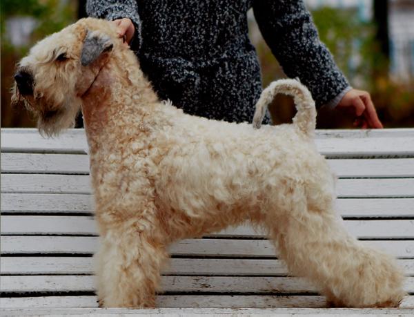 Bon aquarel evening melody | Soft Coated Wheaten Terrier 